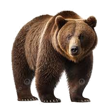 bear.png