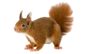 squirrel.png