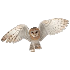 Owl.png