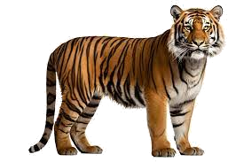 Tiger.png