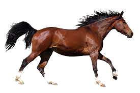 horse1.png